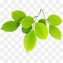 梦幻春季绿叶促销装饰