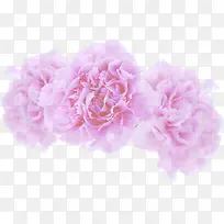 粉色唯美淡雅康乃馨花朵