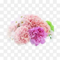 粉色唯美康乃馨花朵