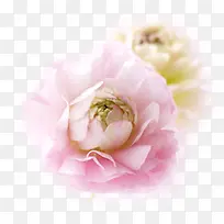 粉色绽放唯美花朵