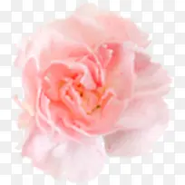 粉色唯美淡雅花朵康乃馨