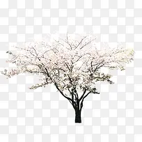 粉色唯美花朵大树