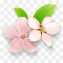唯美粉色花朵植物