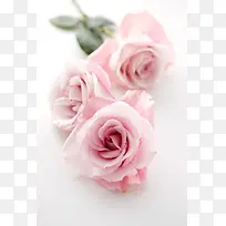 粉色玫瑰唯美浪漫制作