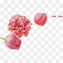 粉色唯美花朵康乃馨植物
