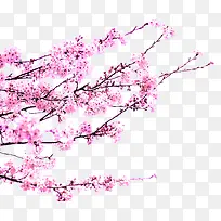 粉色唯美春天美景花朵树枝