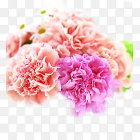 粉色淡雅唯美康乃馨花朵