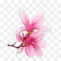 粉色唯美花朵图片