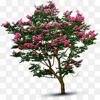 粉色唯美春日花朵大树