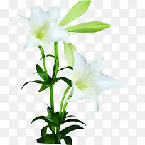 白色百合花效果植物