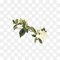 白色花