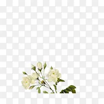 花卉