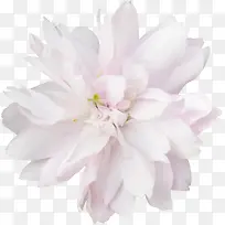 白色花瓣花蕊植物