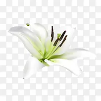 百合花装饰