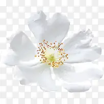 白色花瓣花蕊装饰