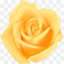 黄色高清玫瑰装饰