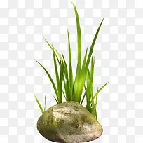 石头 小草