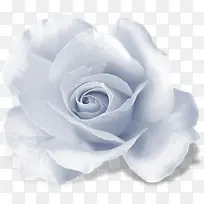 冷调白色玫瑰