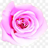 粉色梦幻玫瑰花朵装饰