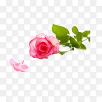 粉色玫瑰花朵装饰植物