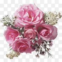 粉色高清玫瑰装饰