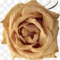 纸质玫瑰花装饰