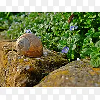 蜗牛高清树叶石头