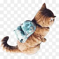 背书包的猫咪