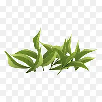 绿色茶叶矢量图