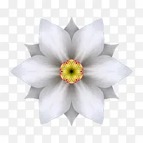 六角白花