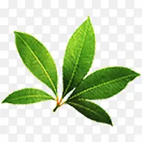 绿色新鲜植物树叶茶叶