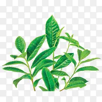 绿色的茶叶