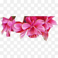 粉色花朵欧式花纹