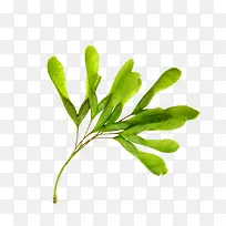 手绘绿色清新植物绿叶