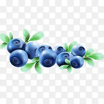 高清手绘蓝莓