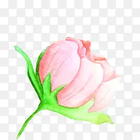 粉色水彩设计花朵花苞