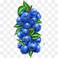 手绘新鲜蓝莓