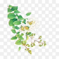白花绿叶