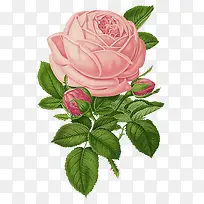 手绘粉色玫瑰绿叶