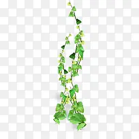 绿叶手绘美景植物