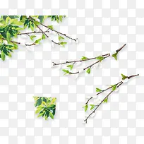 白色待放花苞花枝
