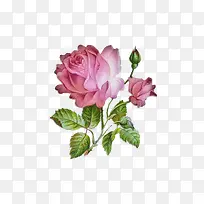 手绘彩绘粉红绿叶玫瑰