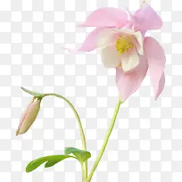 两朵粉红花朵花苞装饰图片