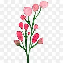 手绘花苞