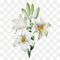 白色的水仙花和花苞