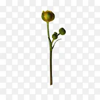一枝花苞免抠PNG图片素材