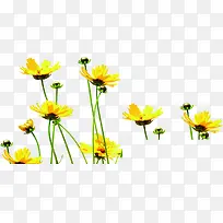 春季黄色小花花苞