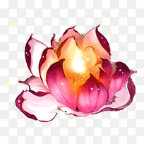 牡丹花红色牡丹花大朵牡丹花