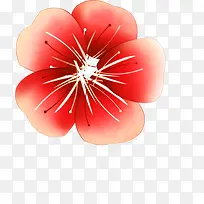 红色牡丹花夏天