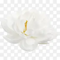 白色牡丹花装饰